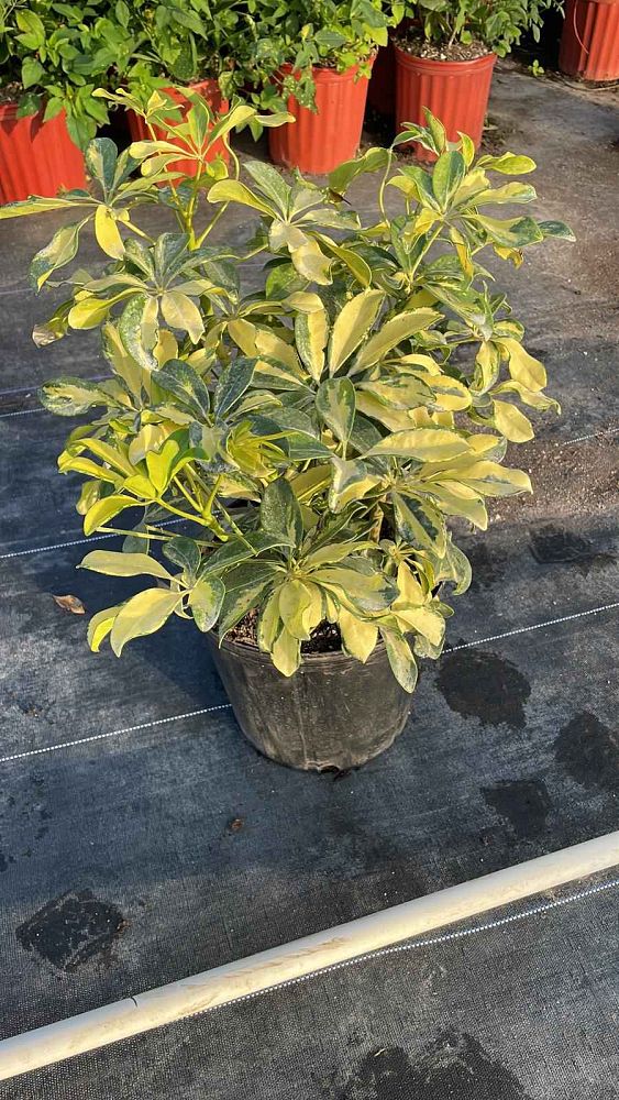 schefflera-arboricola-trinette-umbrella-tree