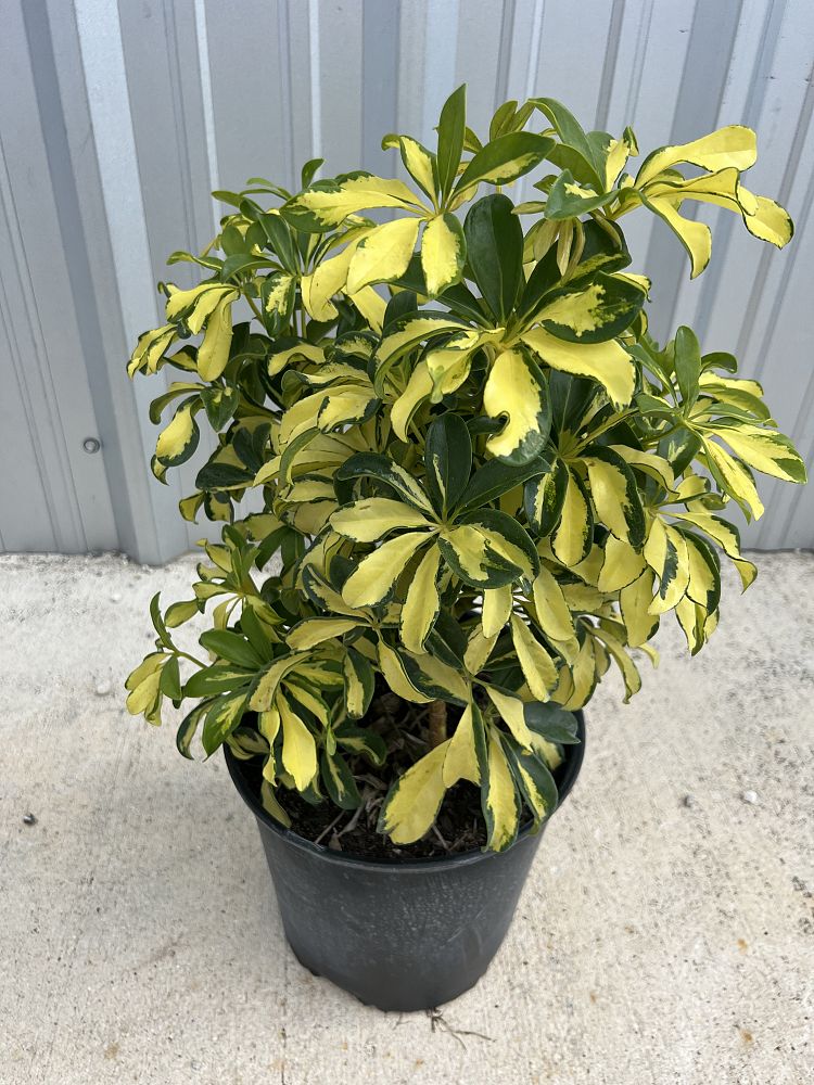 schefflera-arboricola-trinette-umbrella-tree