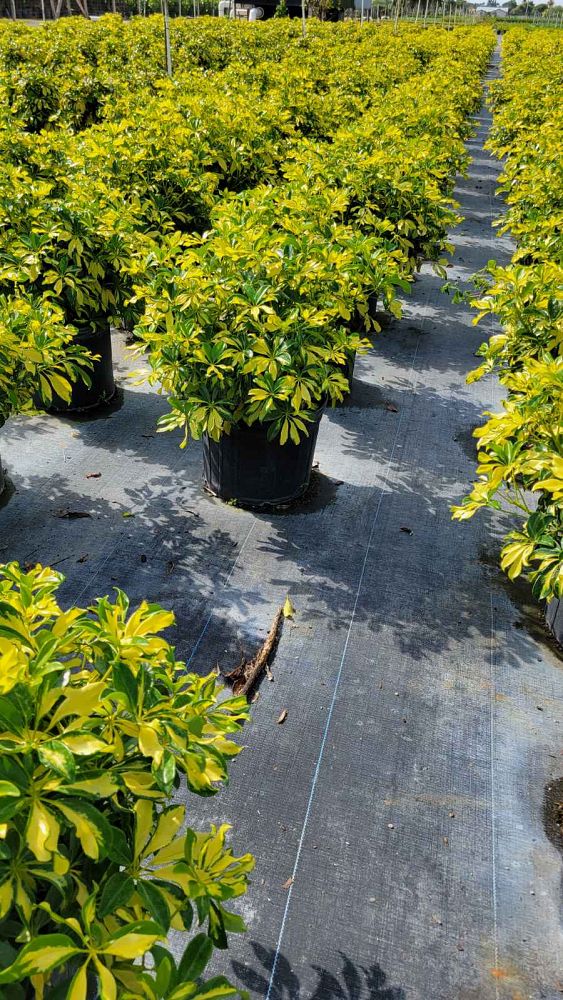schefflera-arboricola-trinette-umbrella-tree
