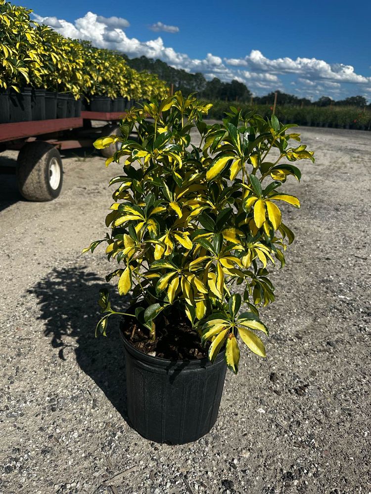 schefflera-arboricola-trinette-umbrella-tree