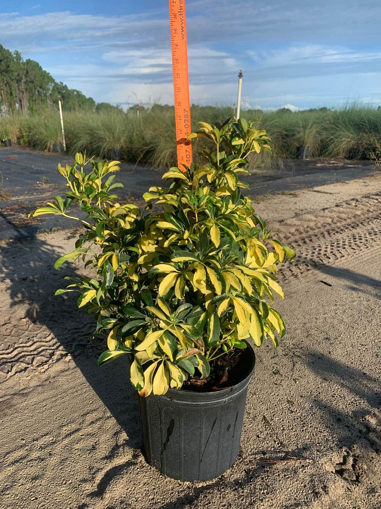 schefflera-arboricola-trinette-umbrella-tree