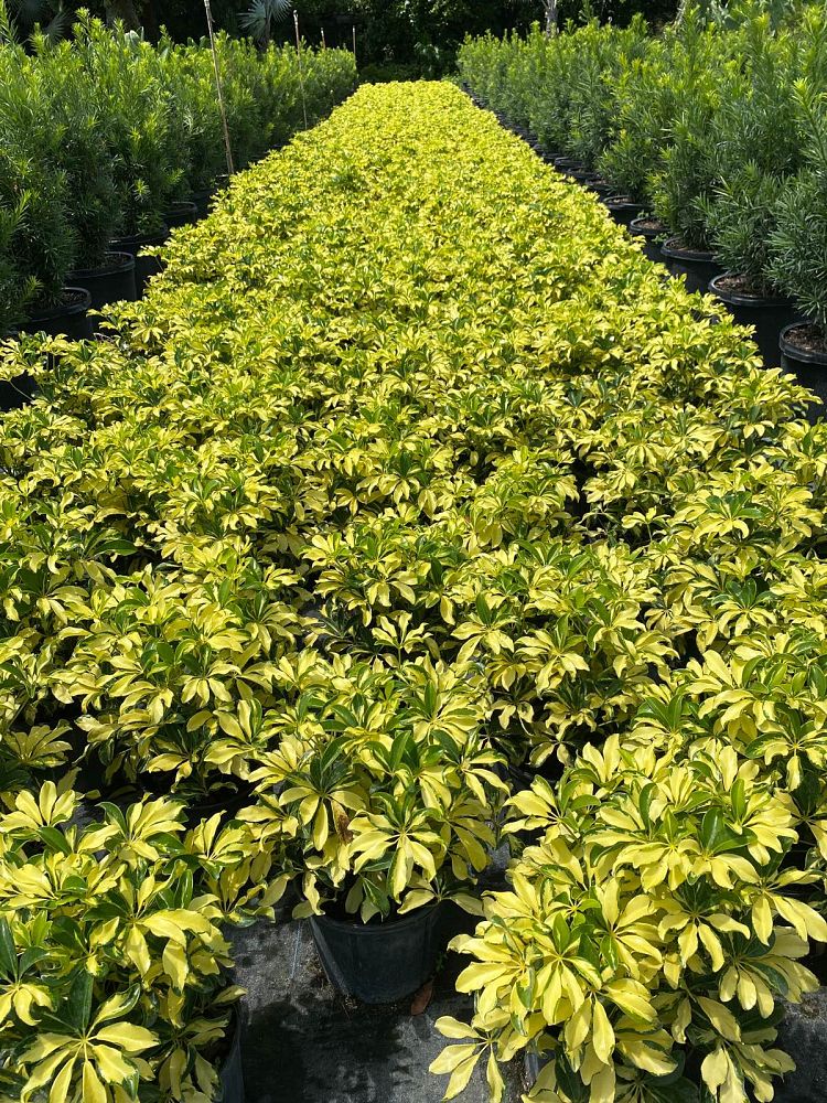 schefflera-arboricola-trinette-umbrella-tree