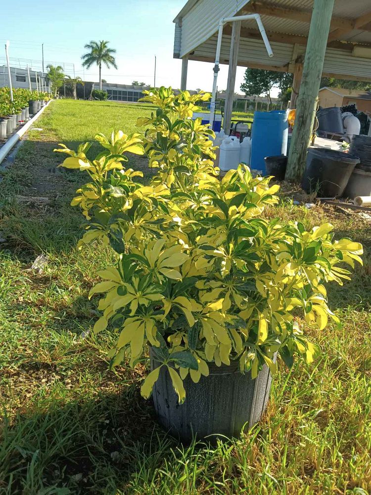 schefflera-arboricola-trinette-umbrella-tree