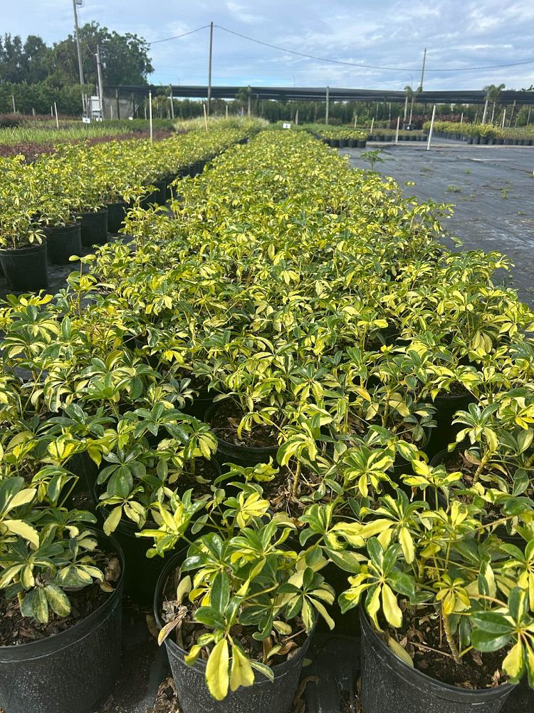 schefflera-arboricola-trinette-umbrella-tree