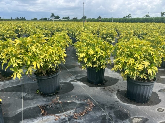 schefflera-arboricola-trinette-umbrella-tree