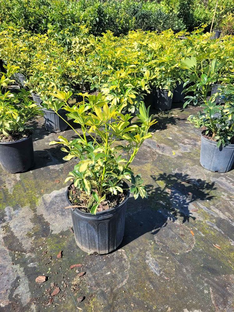 schefflera-arboricola-trinette-umbrella-tree