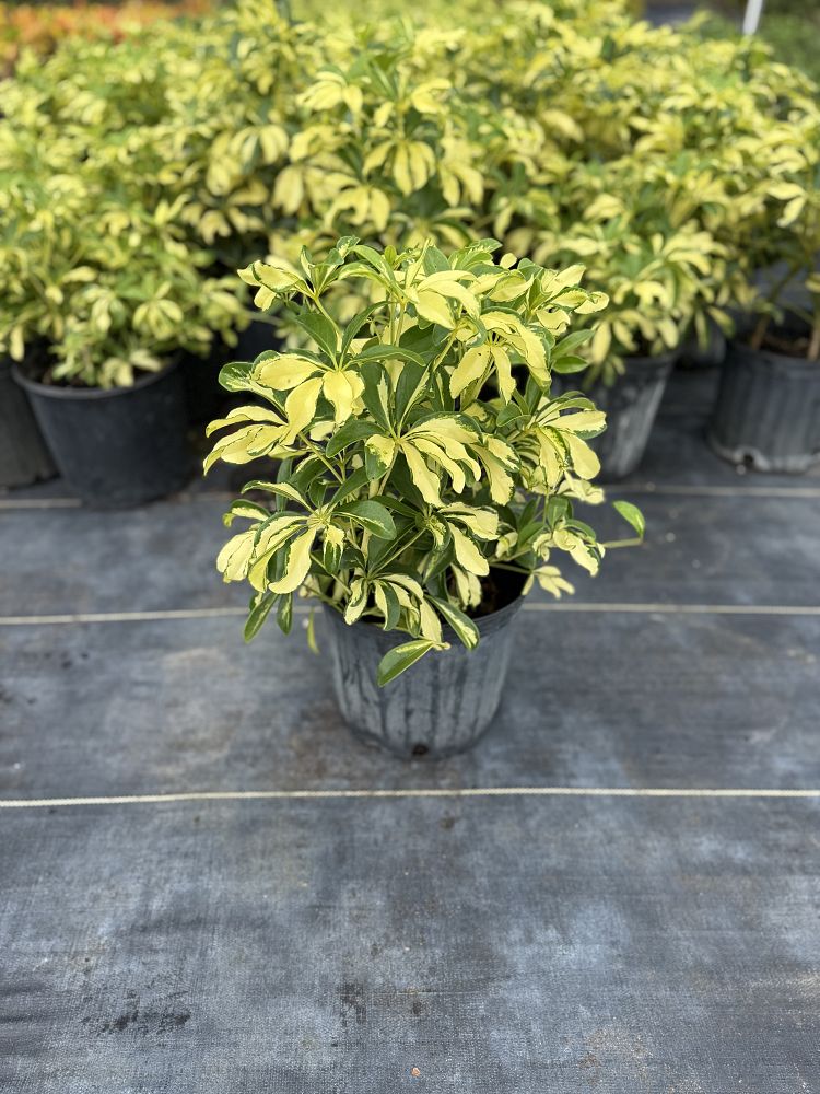 schefflera-arboricola-trinette-umbrella-tree