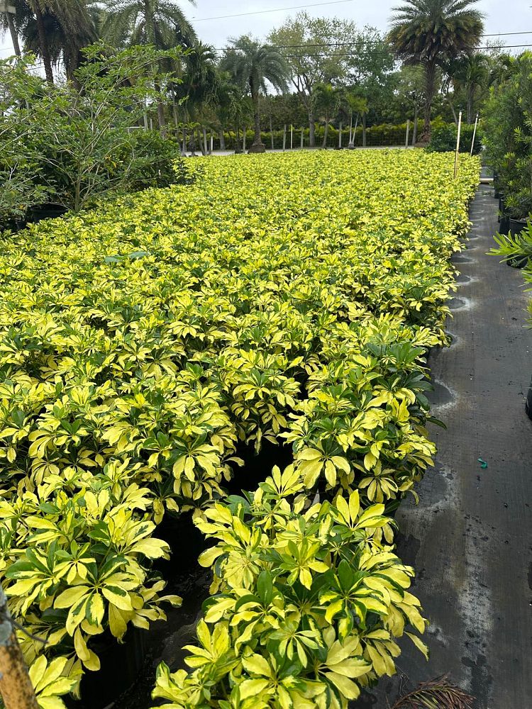 schefflera-arboricola-trinette-umbrella-tree