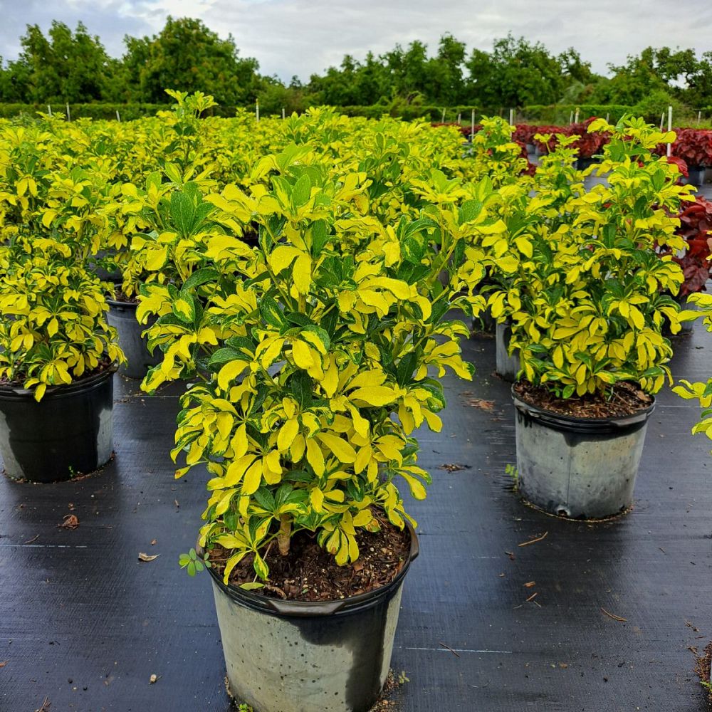 schefflera-arboricola-trinette-umbrella-tree