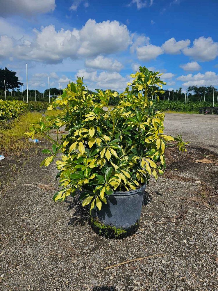 schefflera-arboricola-trinette-umbrella-tree