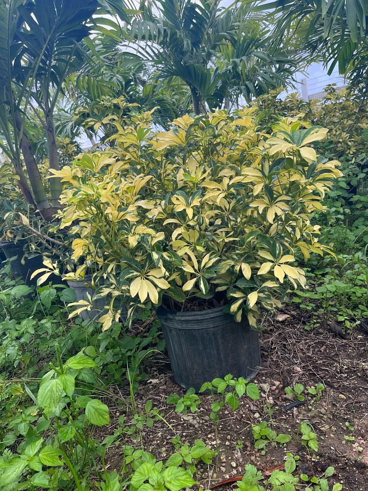 schefflera-arboricola-trinette-umbrella-tree