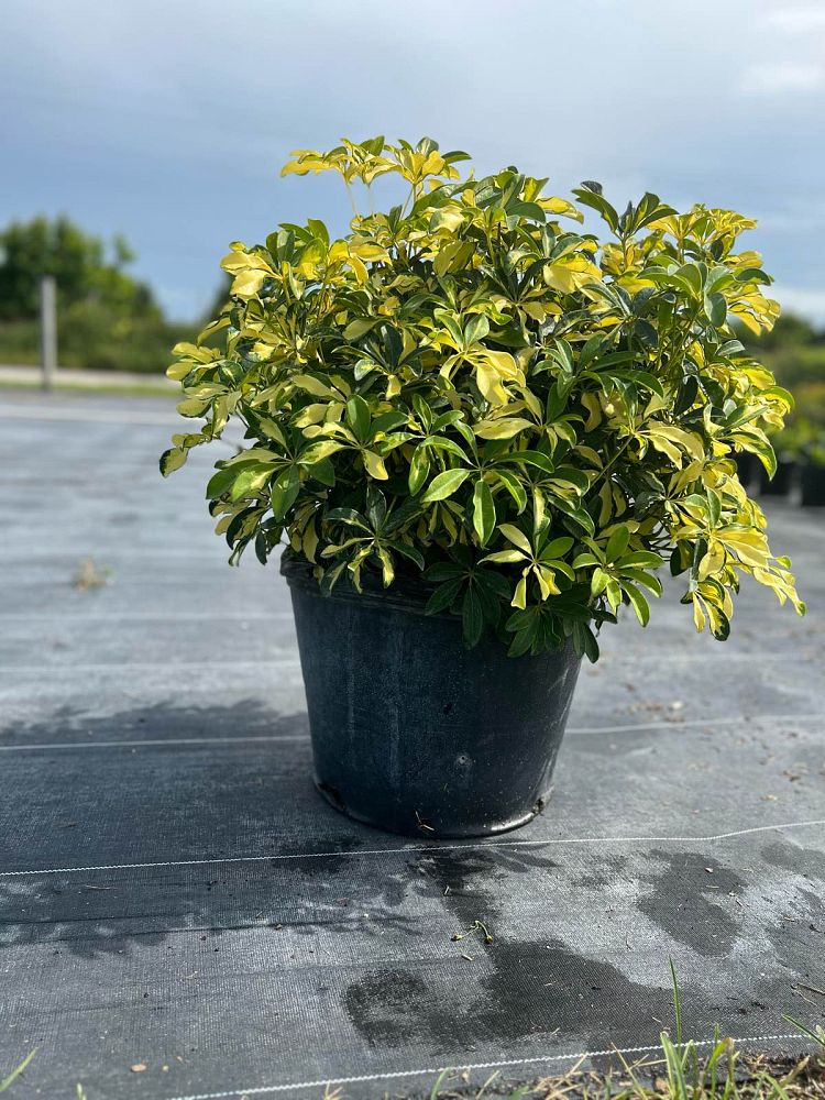 schefflera-arboricola-trinette-umbrella-tree
