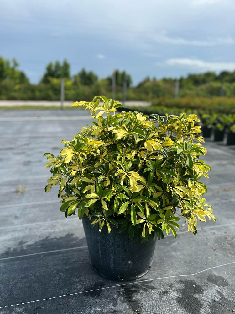 schefflera-arboricola-trinette-umbrella-tree