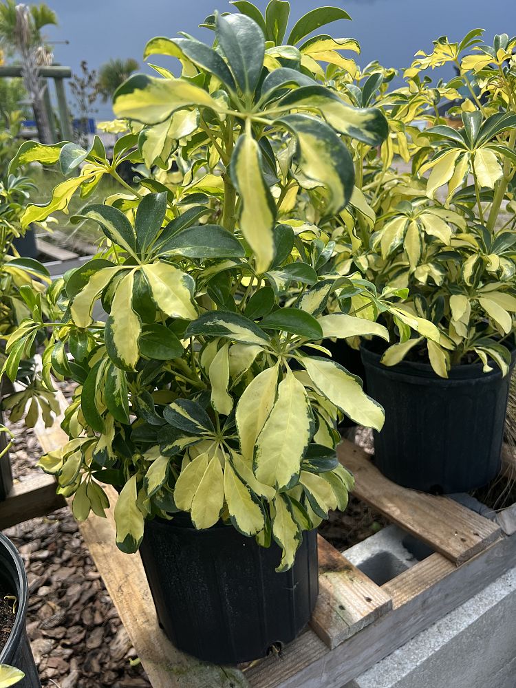 schefflera-arboricola-trinette-umbrella-tree