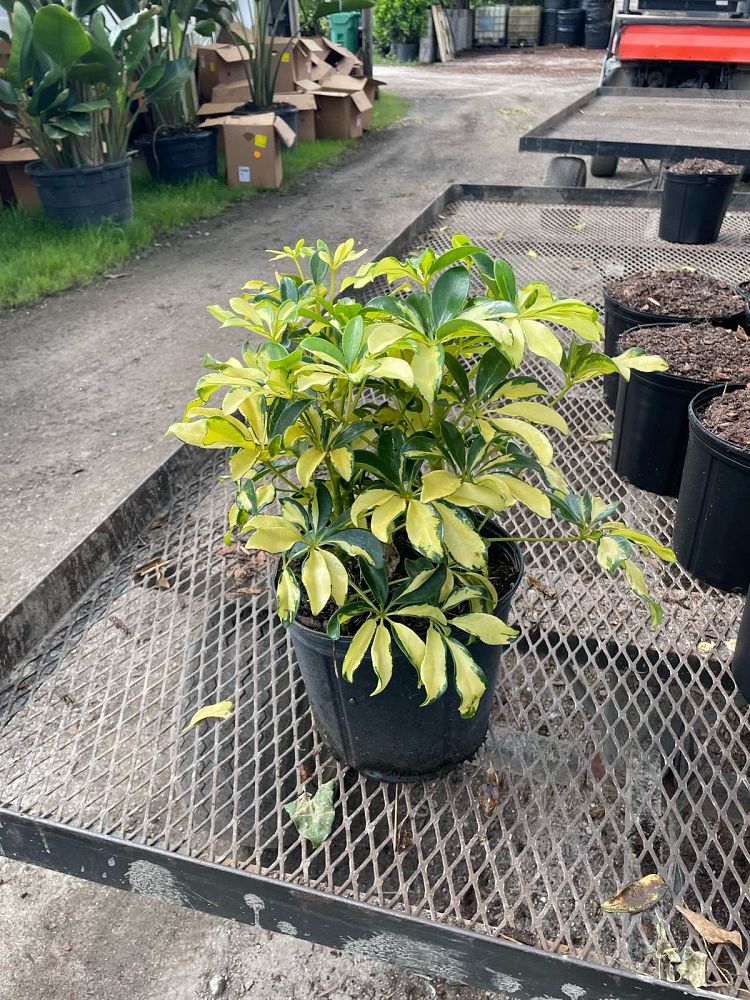 schefflera-arboricola-trinette-umbrella-tree