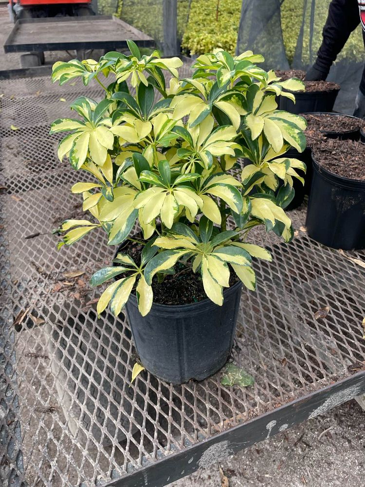 schefflera-arboricola-trinette-umbrella-tree