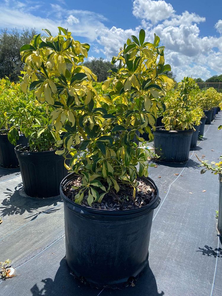 schefflera-arboricola-trinette-umbrella-tree