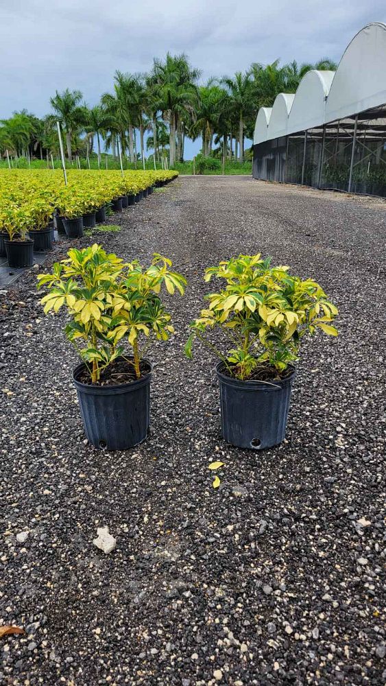 schefflera-arboricola-trinette-umbrella-tree