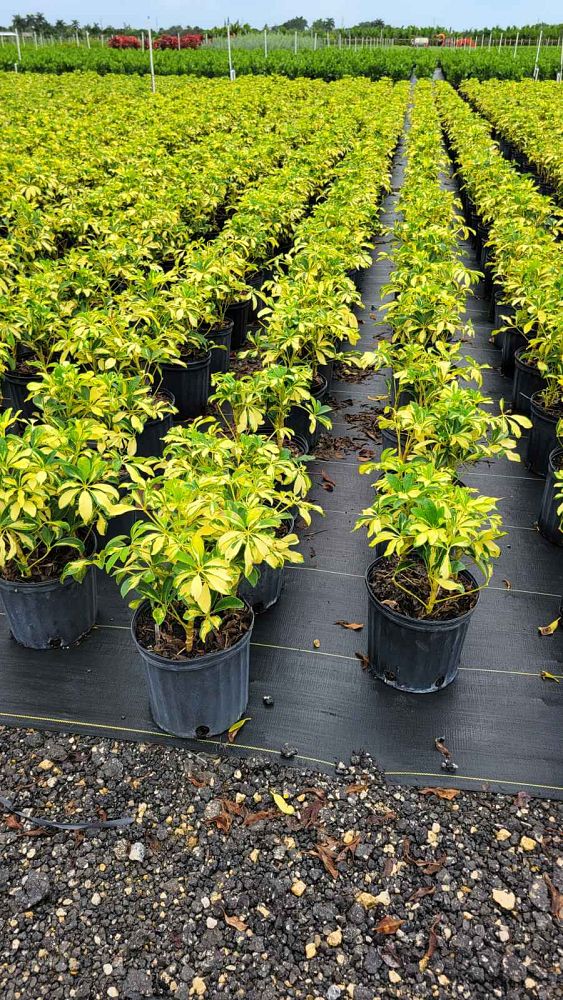 schefflera-arboricola-trinette-umbrella-tree