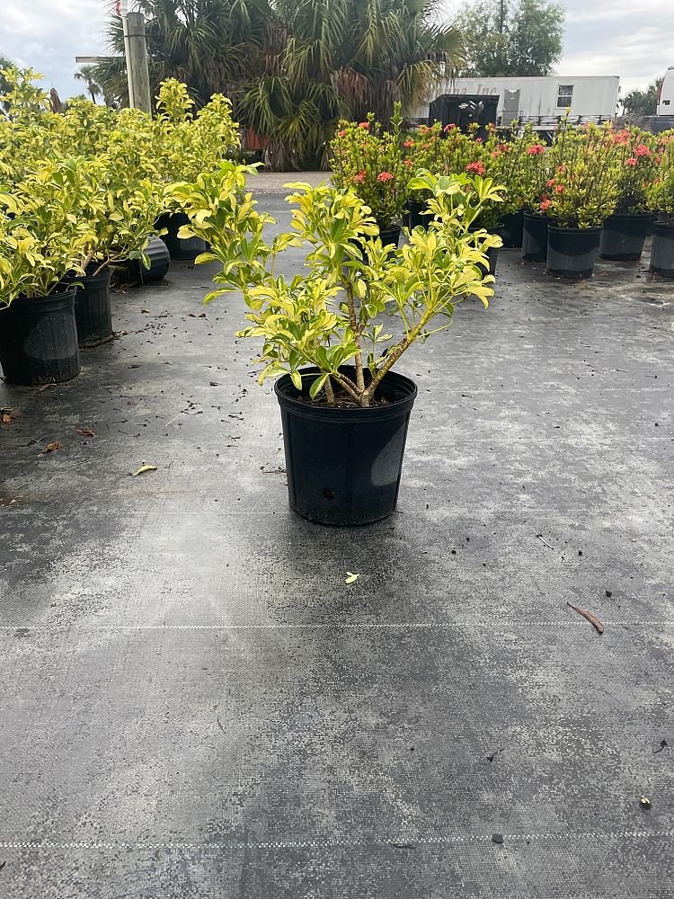 schefflera-arboricola-trinette-umbrella-tree