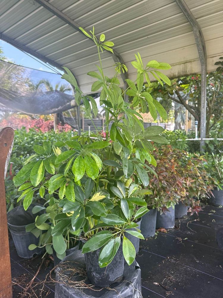 schefflera-arboricola-trinette-umbrella-tree