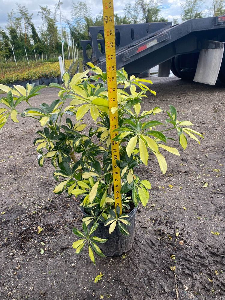 schefflera-arboricola-trinette-umbrella-tree