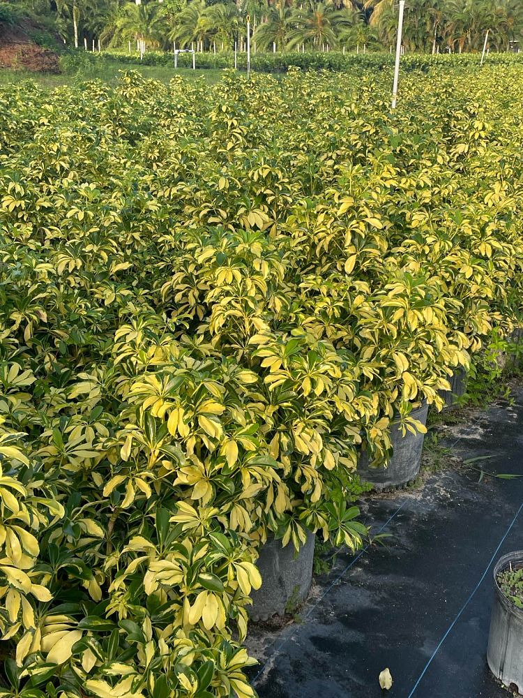 schefflera-arboricola-trinette-umbrella-tree