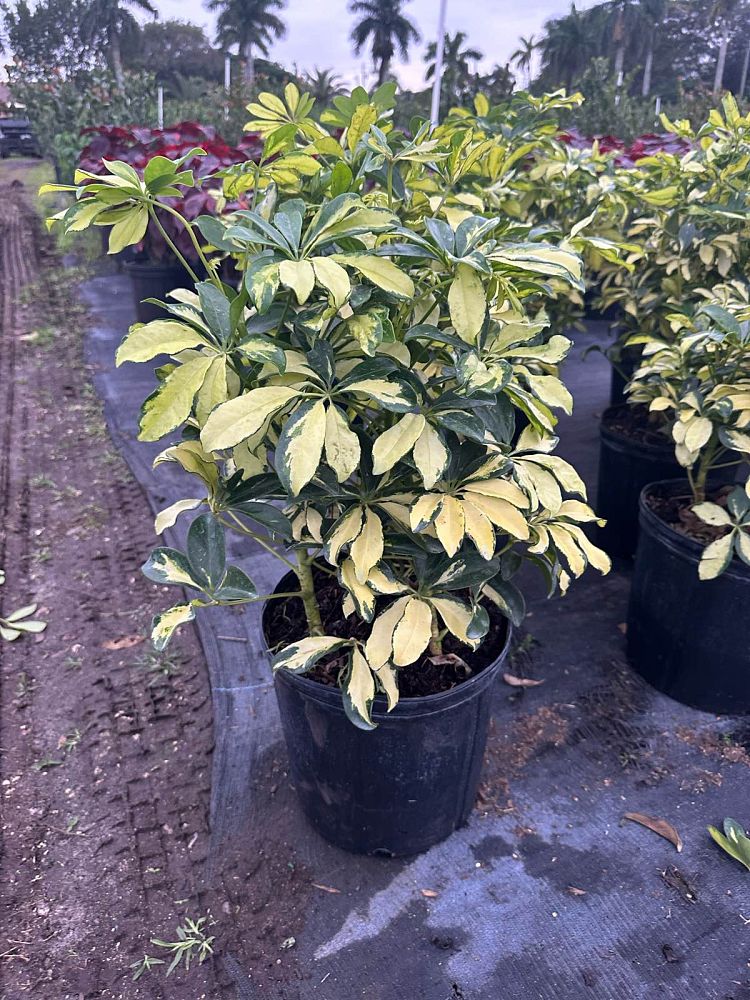 schefflera-arboricola-trinette-umbrella-tree