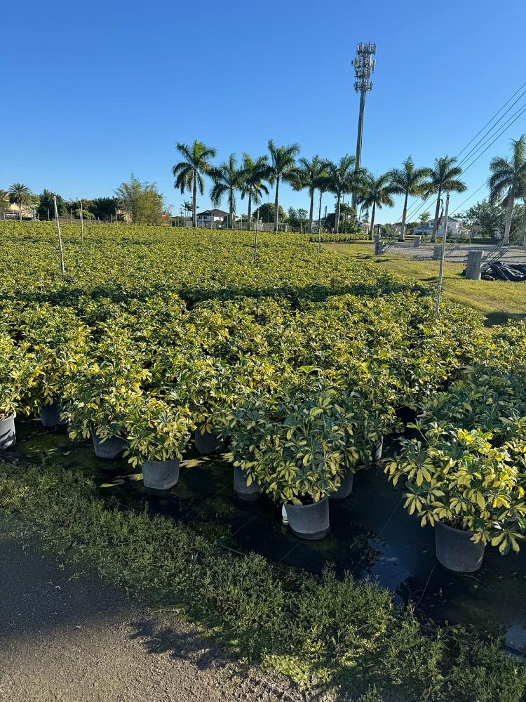 schefflera-arboricola-trinette-umbrella-tree