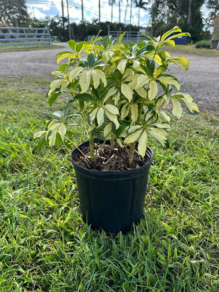 schefflera-arboricola-trinette-umbrella-tree