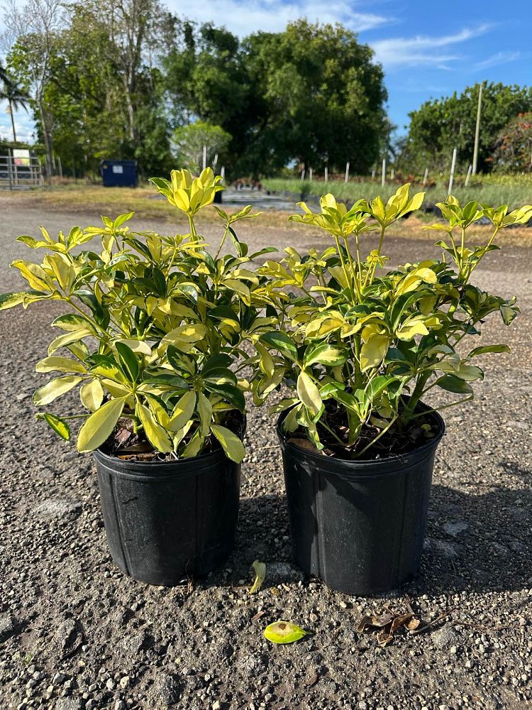 schefflera-arboricola-trinette-umbrella-tree