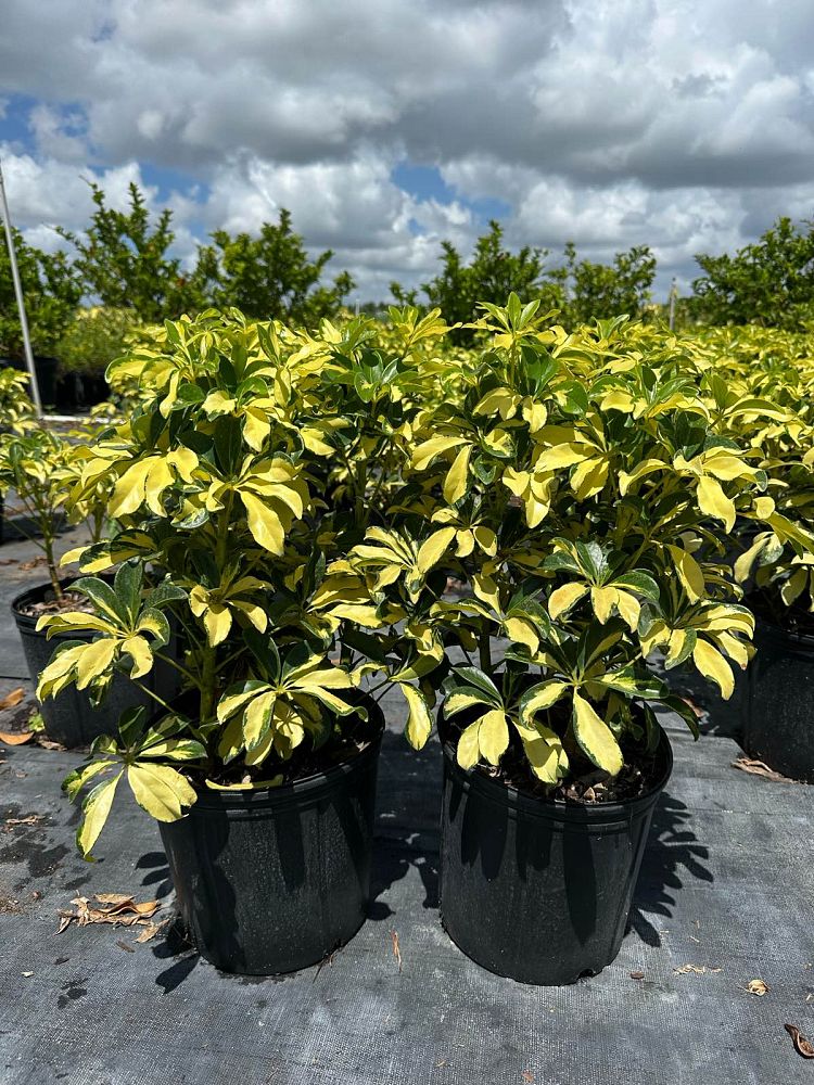 schefflera-arboricola-trinette-umbrella-tree