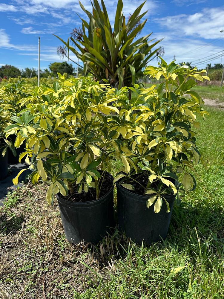 schefflera-arboricola-trinette-umbrella-tree