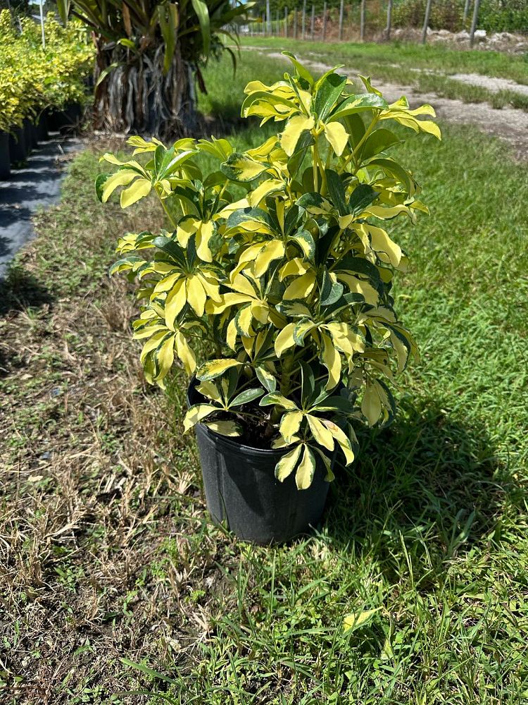 schefflera-arboricola-trinette-umbrella-tree