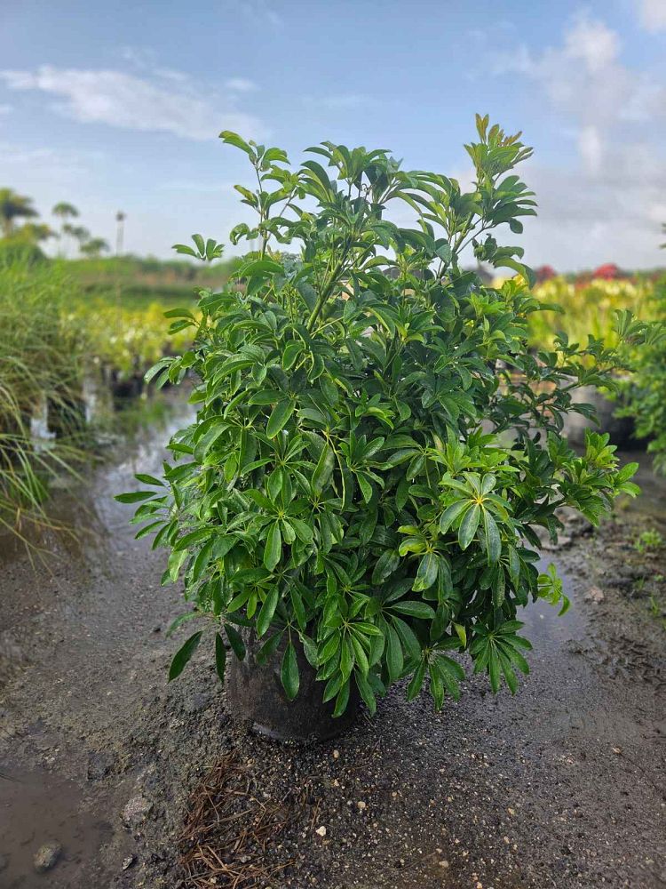 schefflera-arboricola-trinette-umbrella-tree