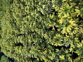 schefflera-arboricola-trinette-umbrella-tree