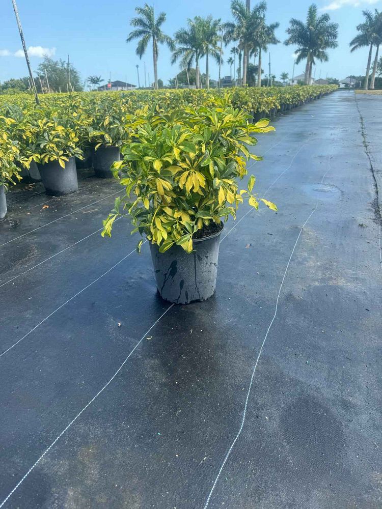schefflera-arboricola-trinette-umbrella-tree