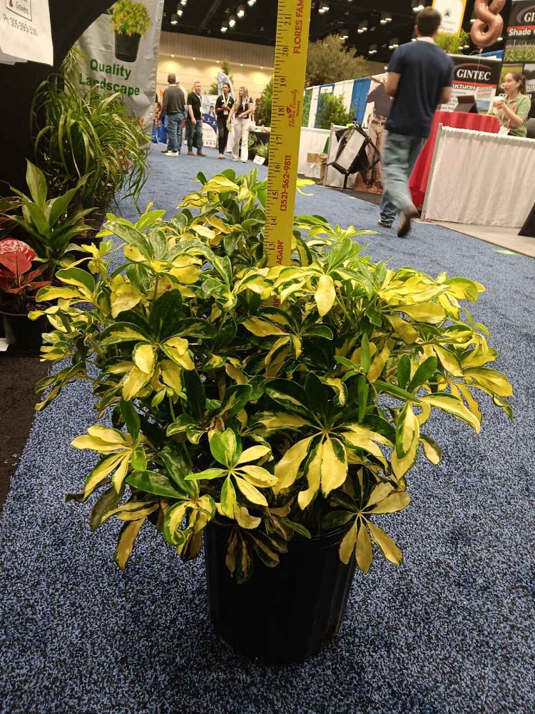 schefflera-arboricola-trinette-umbrella-tree