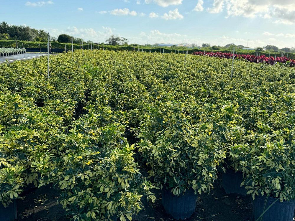 schefflera-arboricola-trinette-umbrella-tree