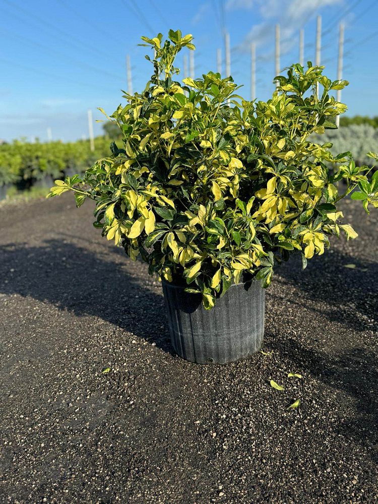 schefflera-arboricola-trinette-umbrella-tree