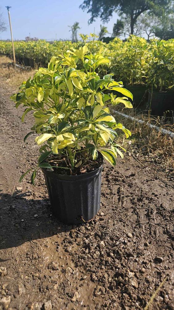 schefflera-arboricola-trinette-umbrella-tree