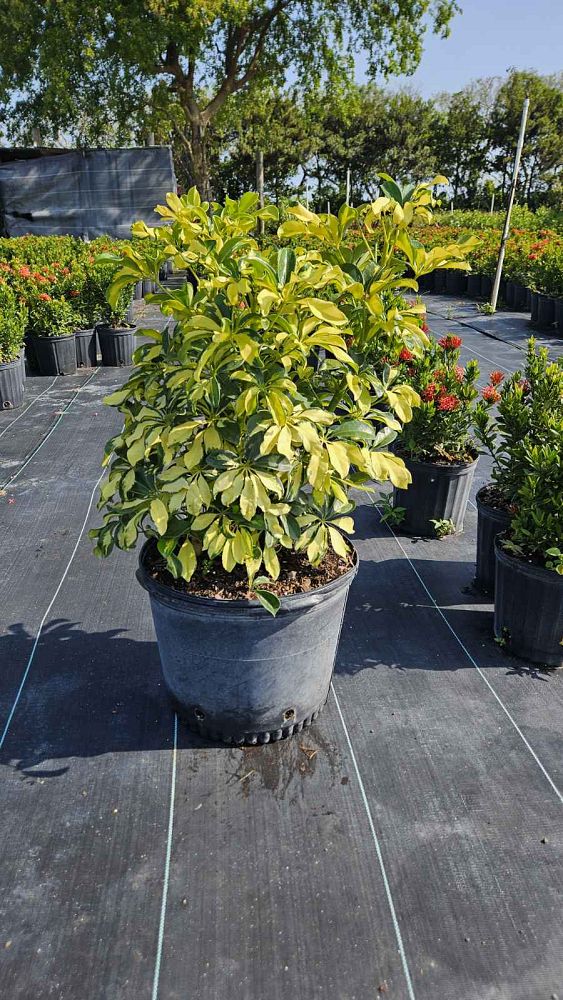 schefflera-arboricola-trinette-umbrella-tree