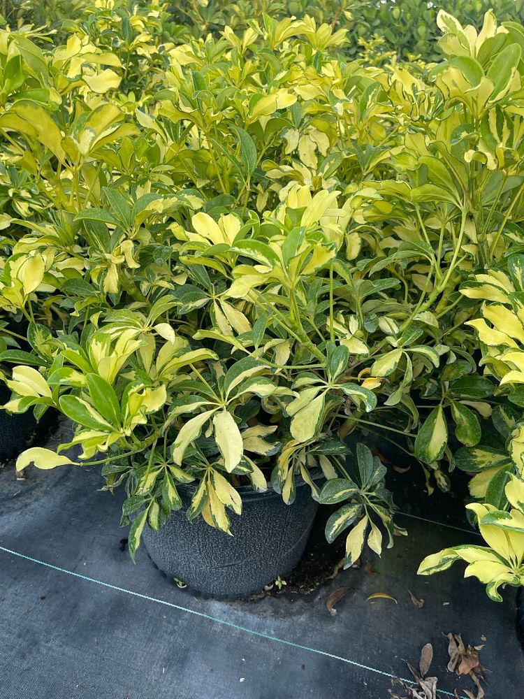 schefflera-arboricola-trinette-umbrella-tree