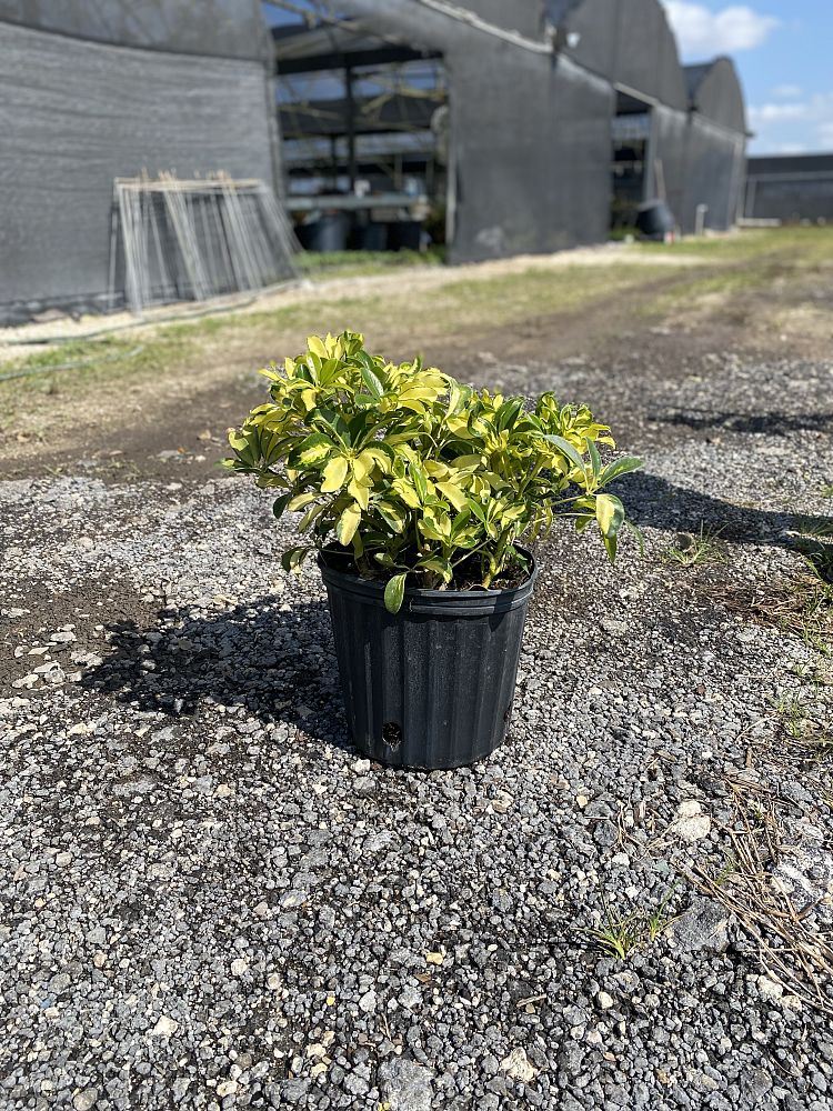 schefflera-arboricola-trinette-umbrella-tree