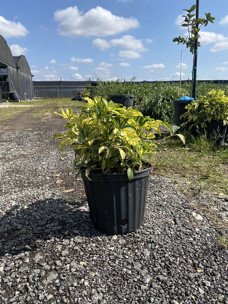 schefflera-arboricola-trinette-umbrella-tree