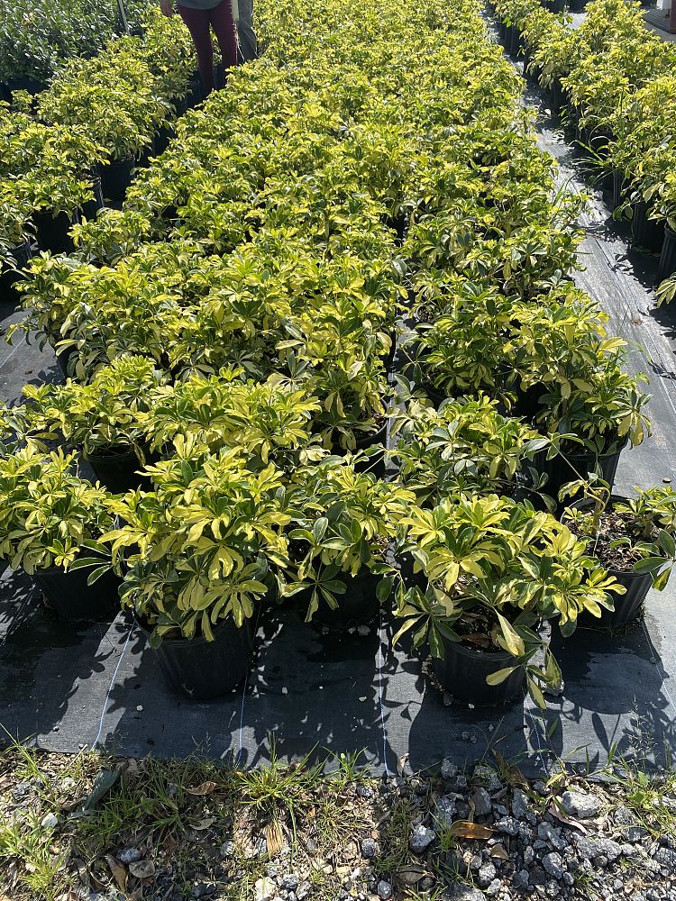 schefflera-arboricola-trinette-umbrella-tree