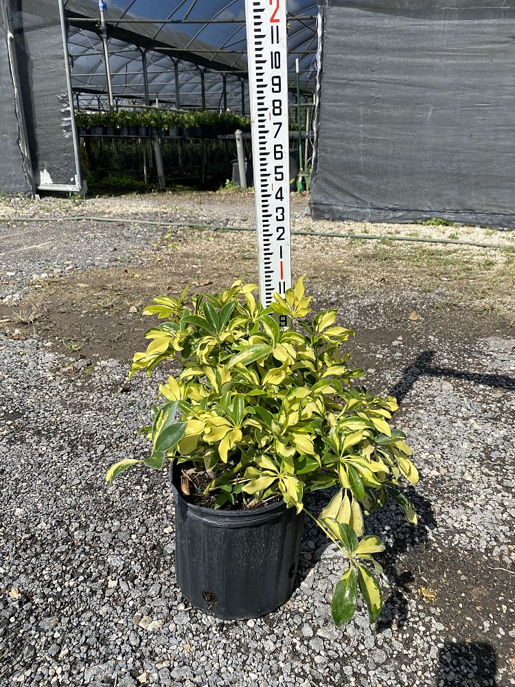 schefflera-arboricola-trinette-umbrella-tree