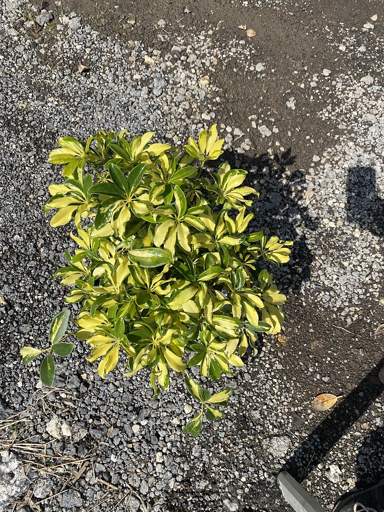 schefflera-arboricola-trinette-umbrella-tree