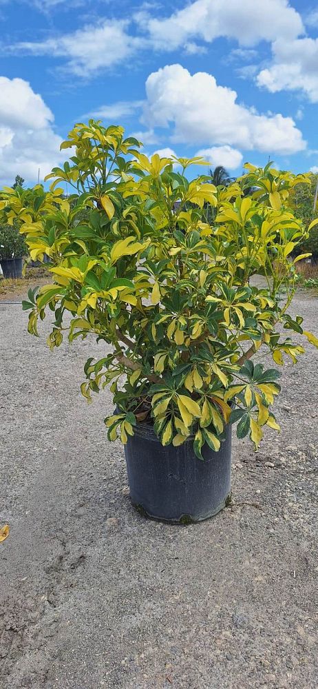 schefflera-arboricola-trinette-umbrella-tree