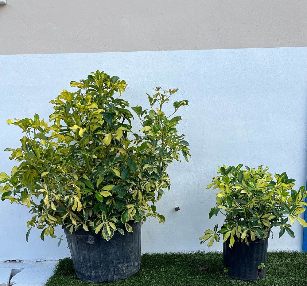 schefflera-arboricola-trinette-umbrella-tree